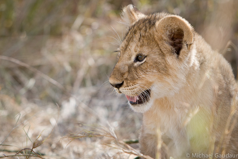 lion cub bright eyed wonder