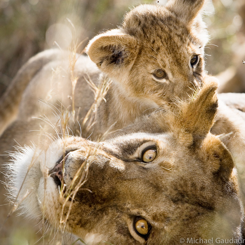 lion climbs on his mother