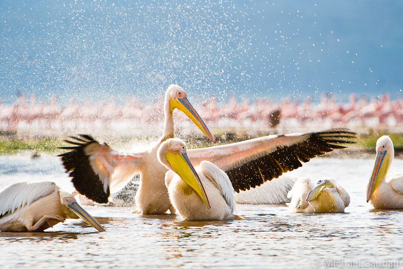 a pelican raises its wings causing a splash