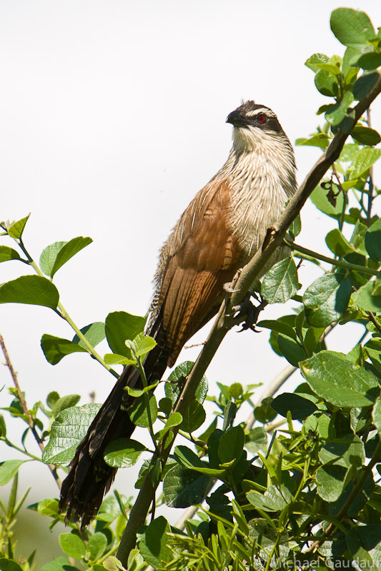 white-browed coucal sitting in tree