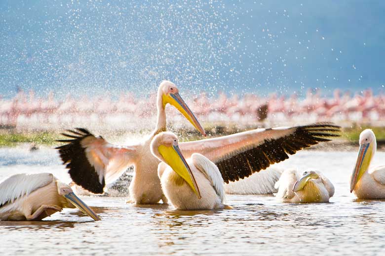 pelicans splashing in Lake nakuru