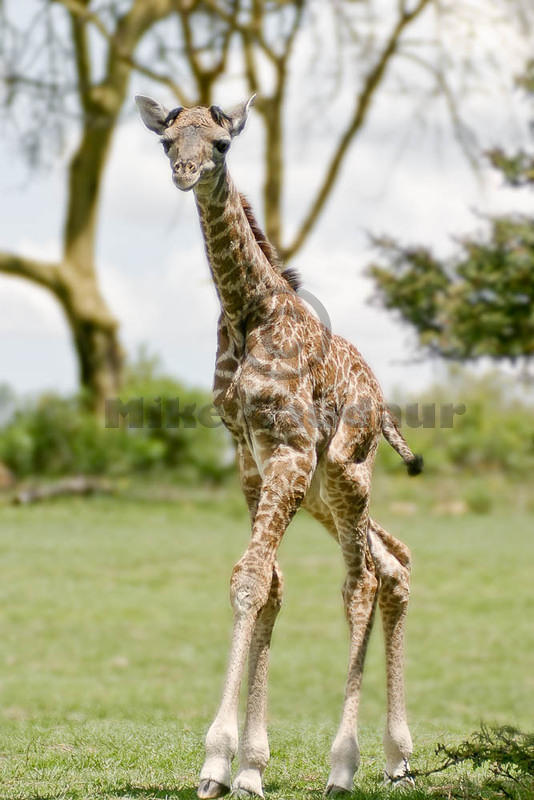 04 04 18 Crescent Island baby giraffe