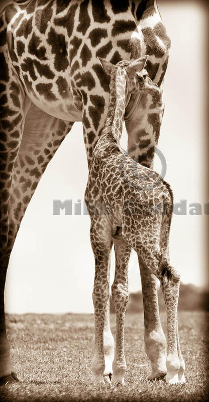 04 04 18 Crescent Island giraffe-adult-and-newborn
