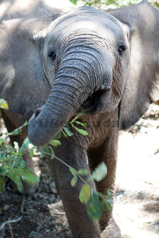 07 07 16 Samburu inquisitive elephant calf