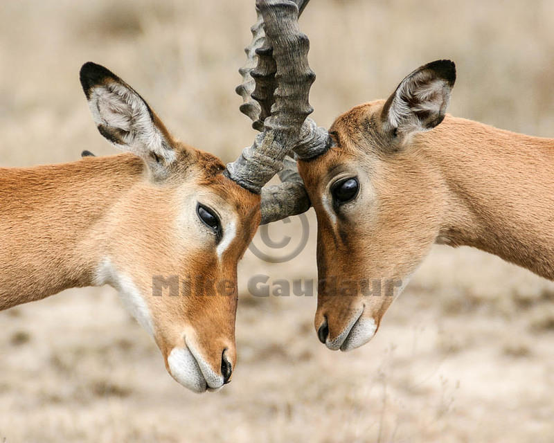 04 03 27 Nakuru affectionate-impala-head-nudge