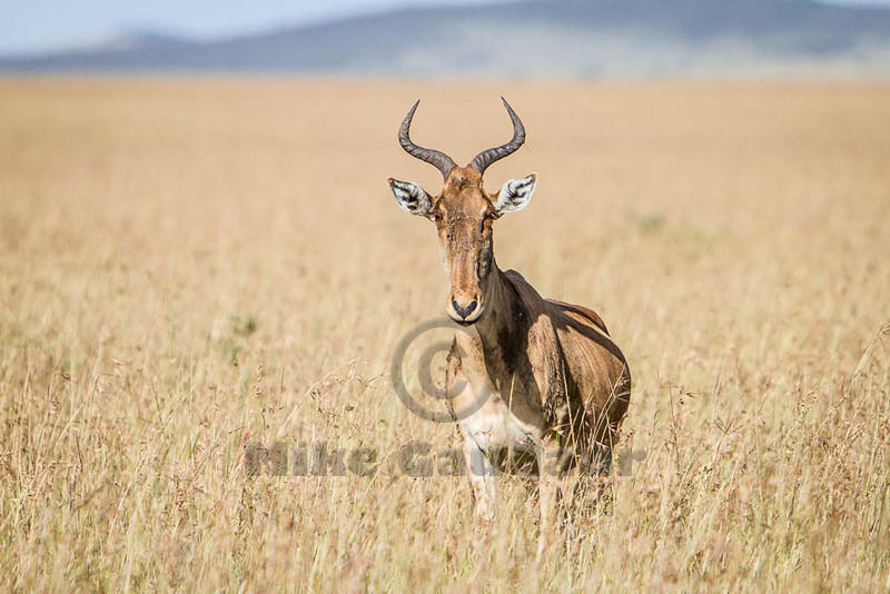 2011-06-08 Masai Mara MG 1161