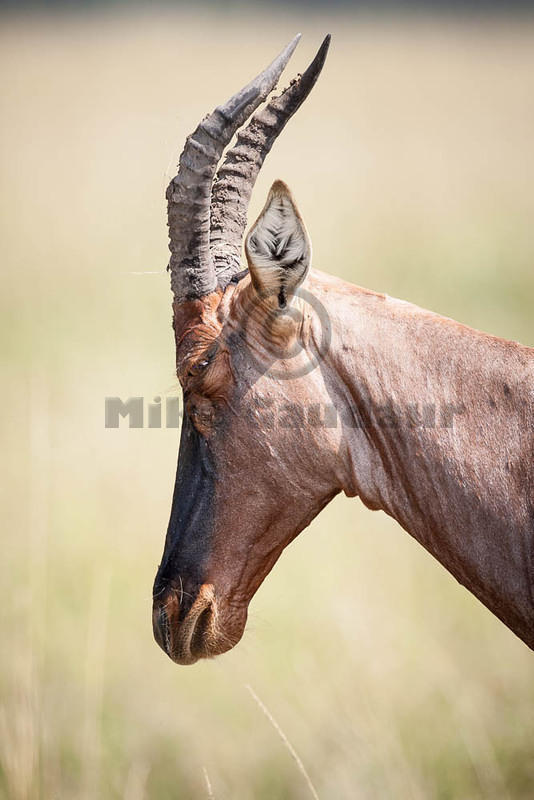 2012-07-21 Masai Mara MGP4031
