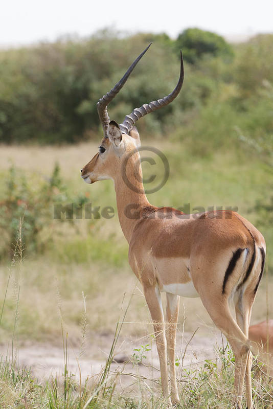 2012-07-21 Masai Mara MGP4807