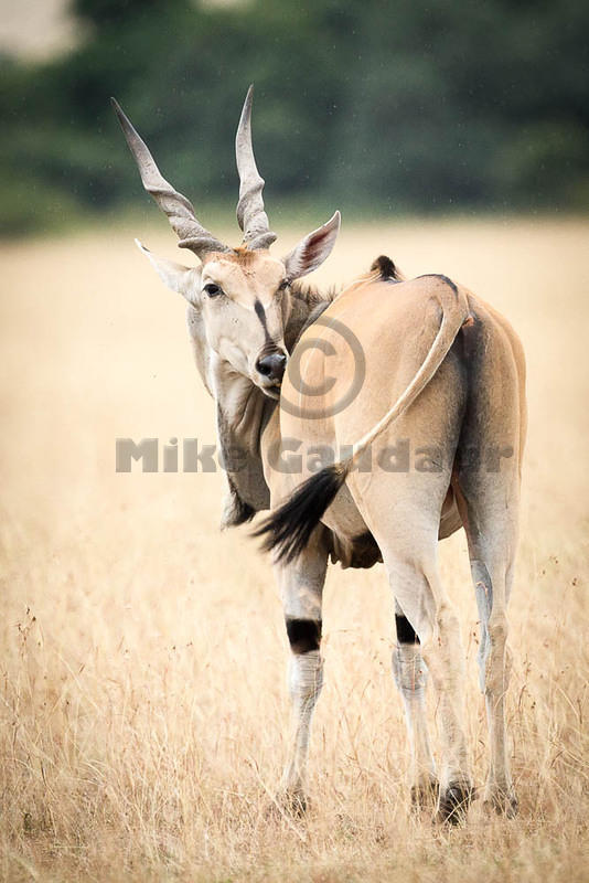 2012-07-21 Masai Mara MG 6769