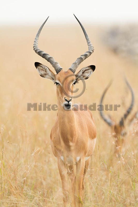 2012-07-21 Masai Mara MG 8309
