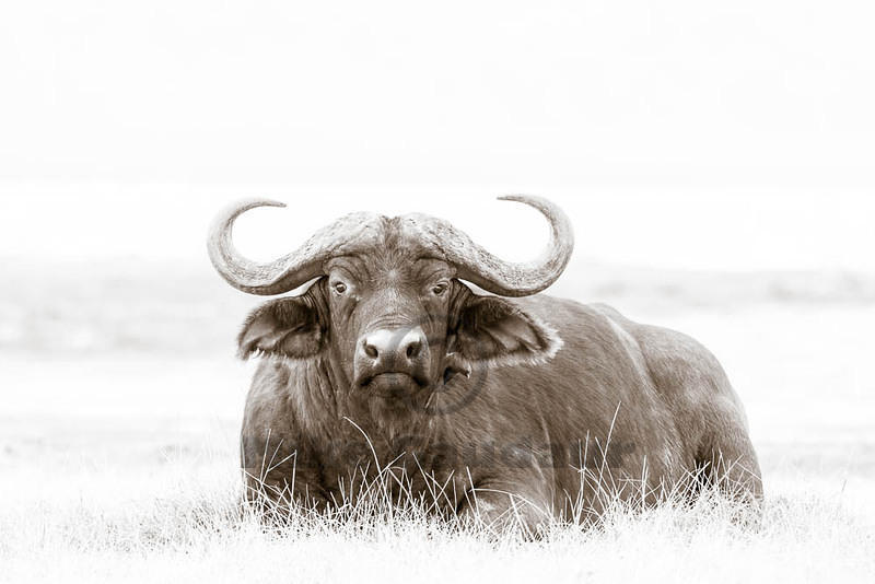 2011-03-19 Nakuru buffalo-and-oxpecker