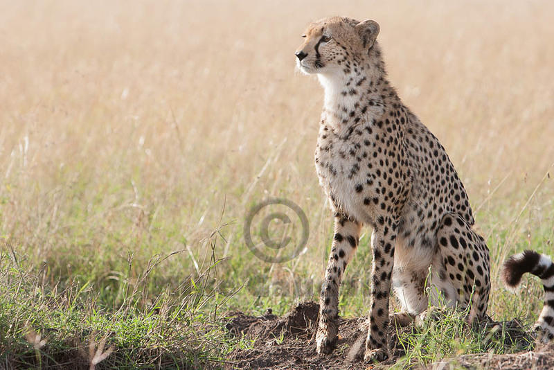 2012-03-20 Masai Mara 07R8136