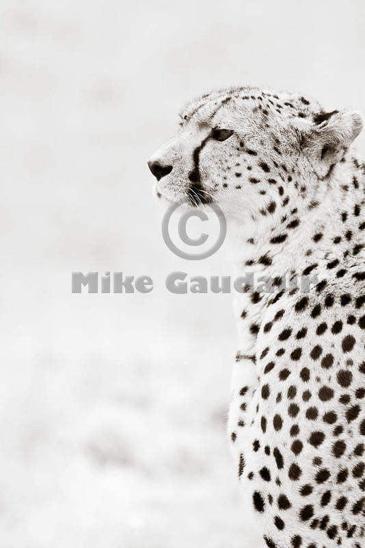 2012-04-16 Masai Mara MGP1558