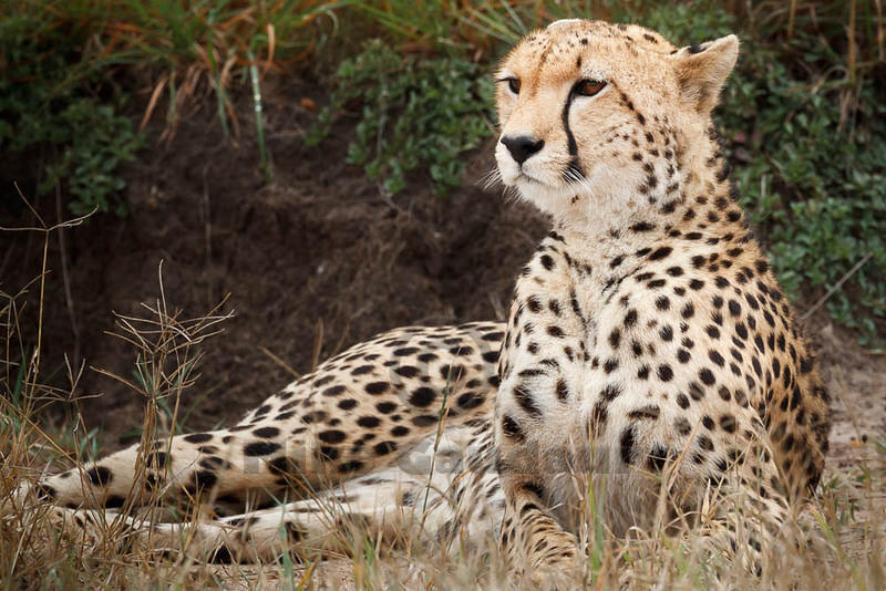 2012-07-21 Masai Mara MG 5880