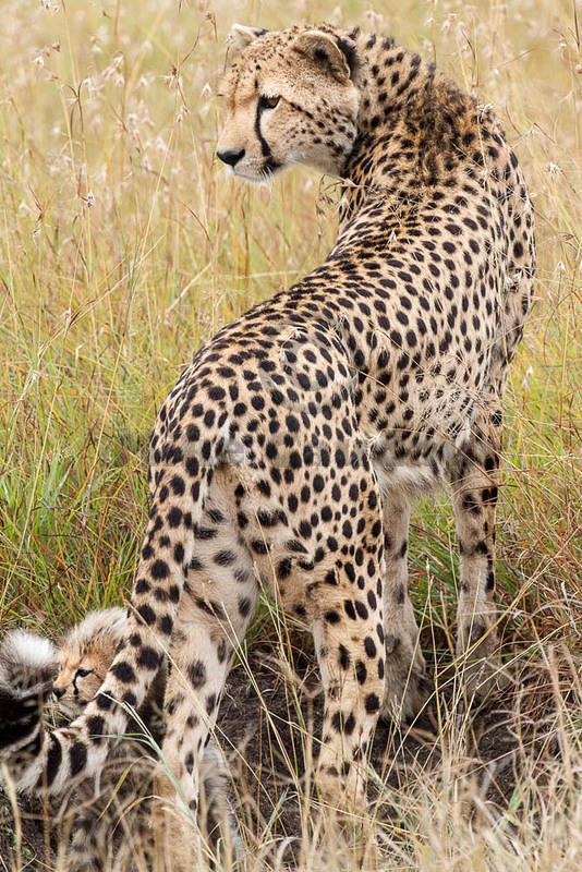 2012-07-21 Masai Mara MG 5883
