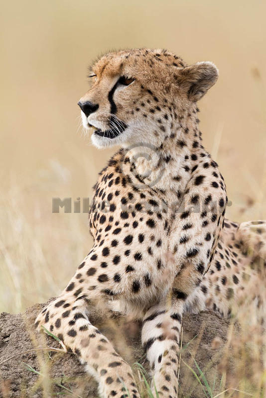 2012-07-21 Masai Mara MG 6672