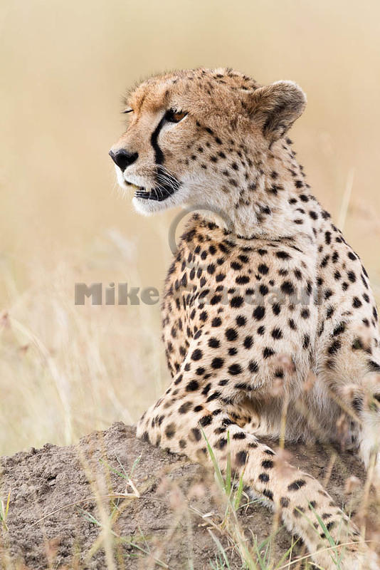 2012-07-21 Masai Mara MG 6685