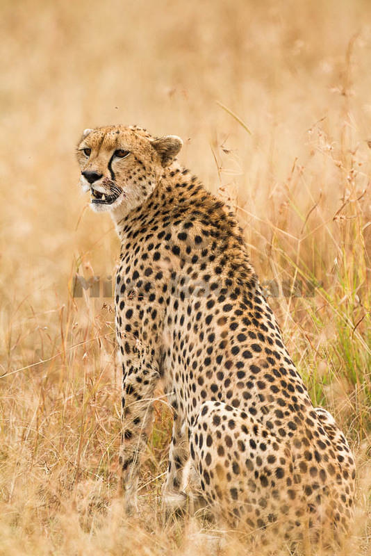 2012-07-21 Masai Mara MG 8370