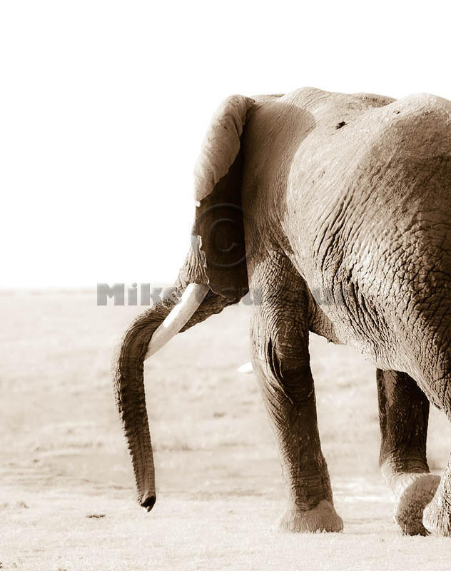05 08 22 Amboseli elephant-trunk-draped-over-tusk