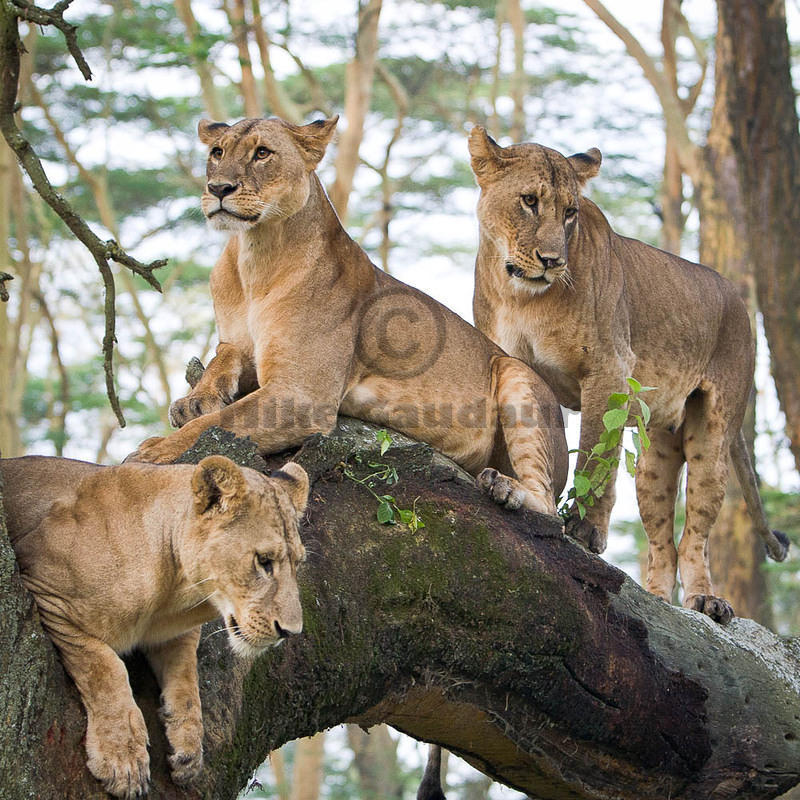 07 07 22 Nakuru three-lions-in-tree