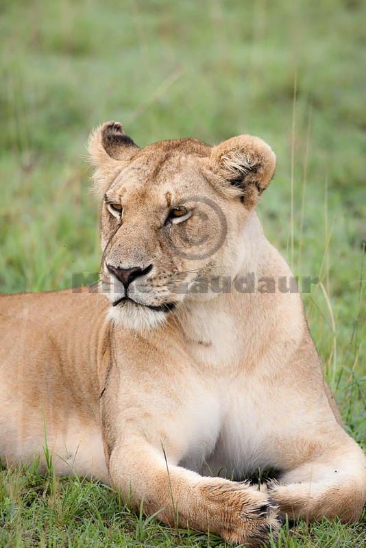 2012-04-16 Masai Mara MGP1843