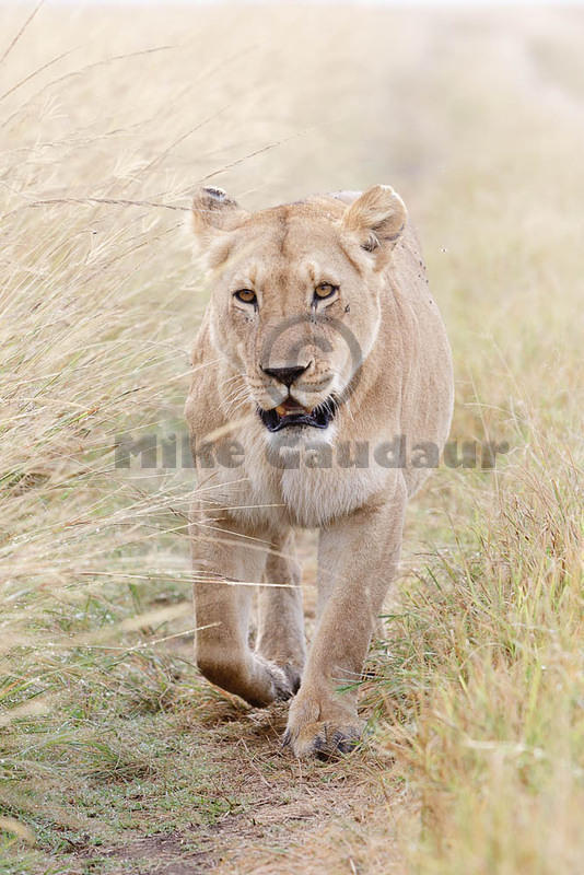 2012-07-21 Masai Mara MGP3564