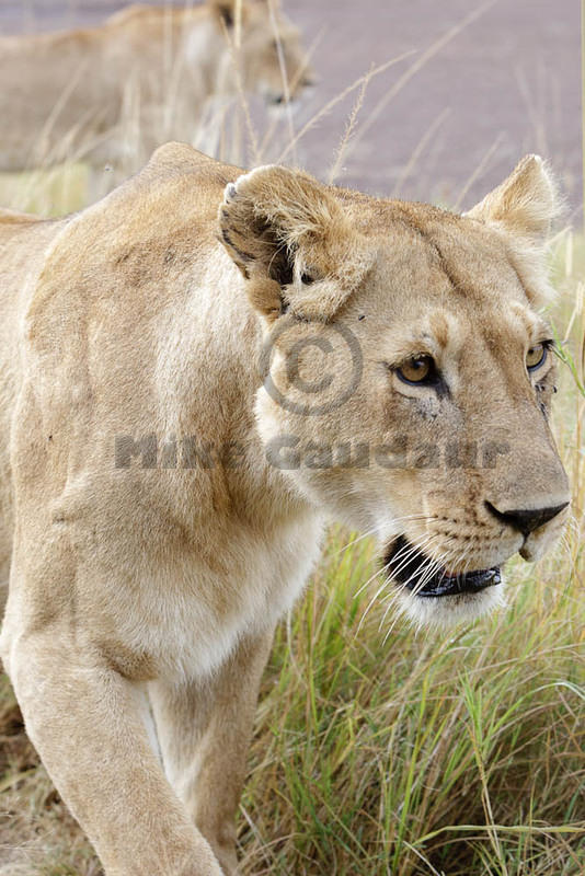 2012-07-21 Masai Mara MGP3575