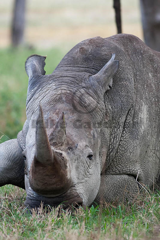 resting rhino 2012-04-12 Nakuru