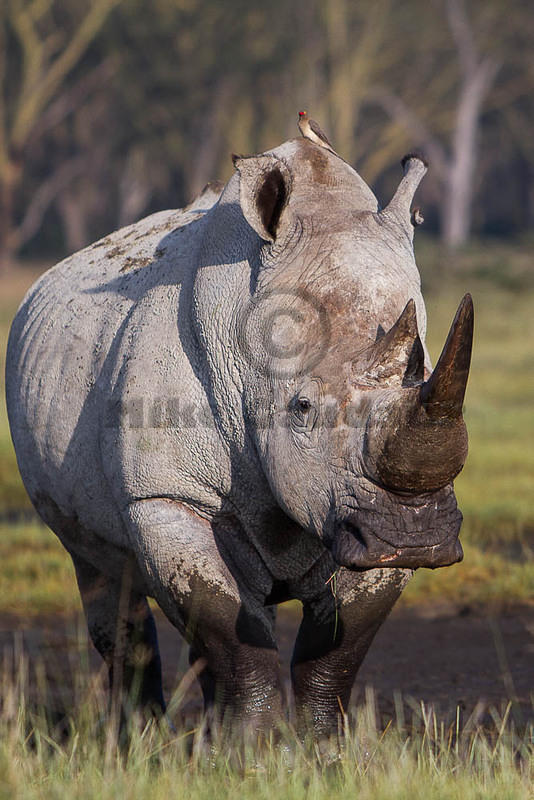 rhino cresting hill 2011-11-6 Nakuru
