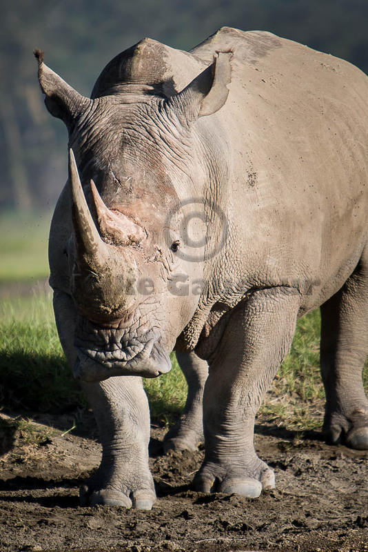 rhino facing camera 06 12 10 Nakuru