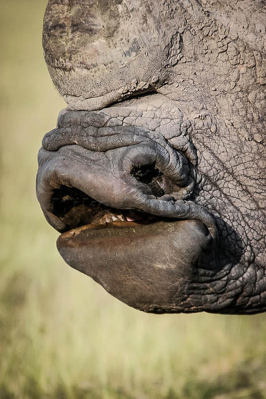 rhino mouth 03 10 12 Nakuru