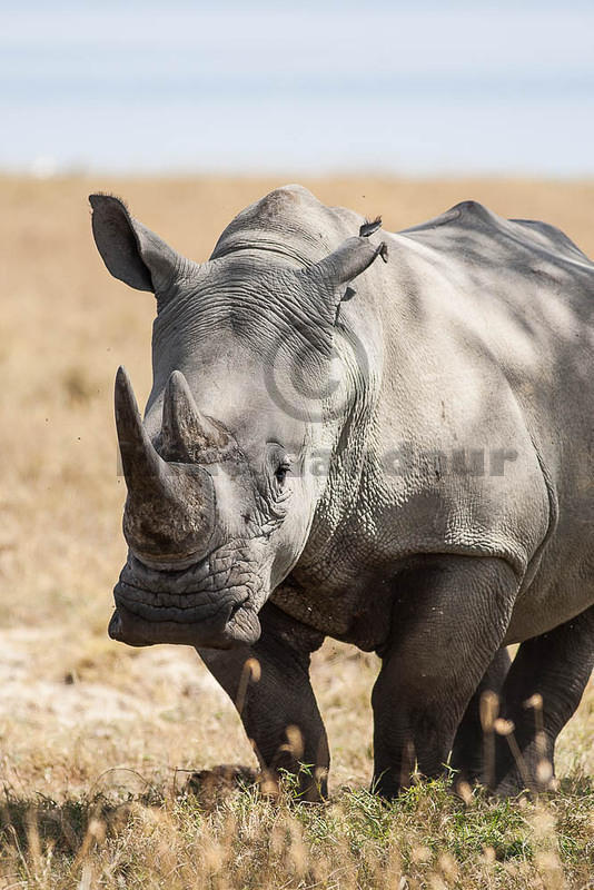 rhinoceros front view 2012-3-15 Nakuru