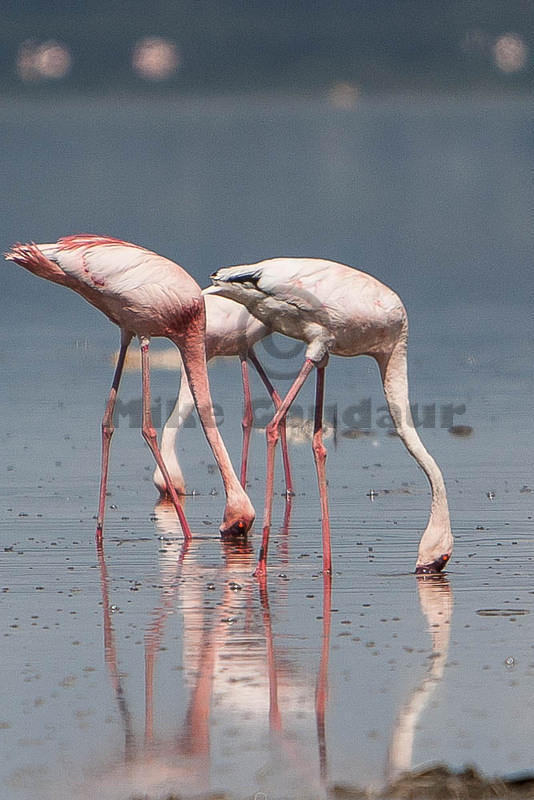feeding flamingos 06 12 10 Nakuru