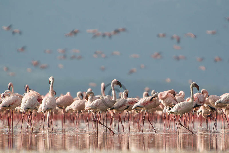 flamingo concentration 07 07 22 Nakuru