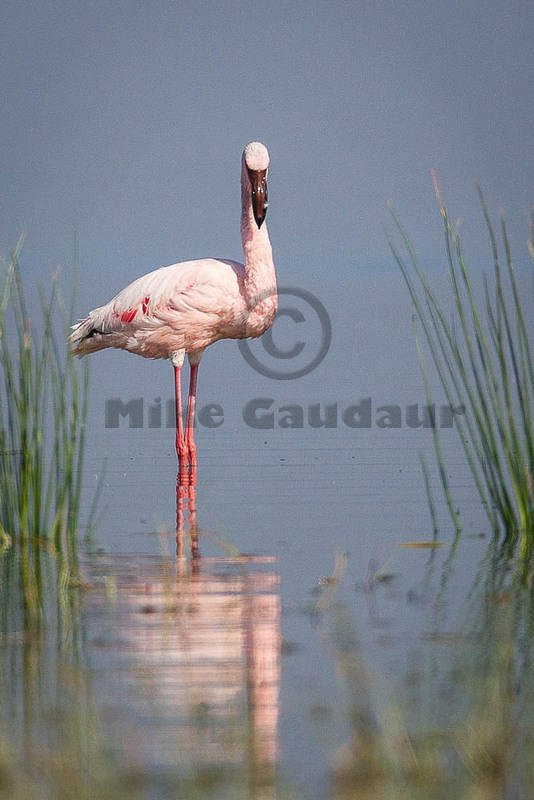 flamingo in reeds 10-12-09 Nakuru