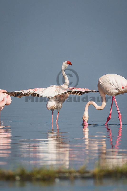 flamingo wings spread 10-12-09 Nakuru-2