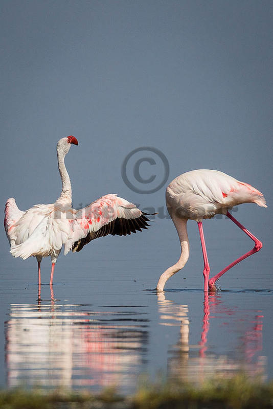 flapping and feeding flamingos 10-12-09 Nakuru