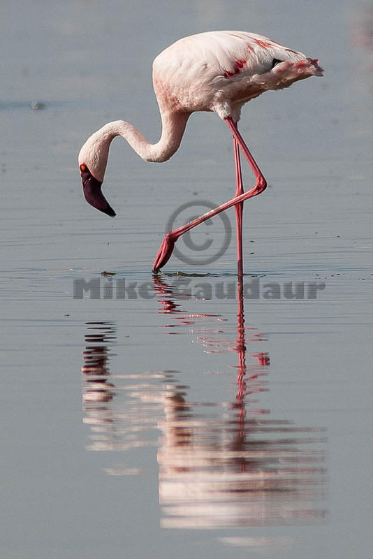 reflected flamingo 2012-04-12 Nakuru