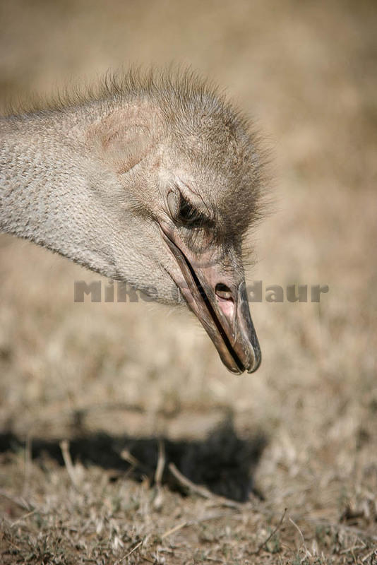 04 02 14 Melewa ostrich head at ground level