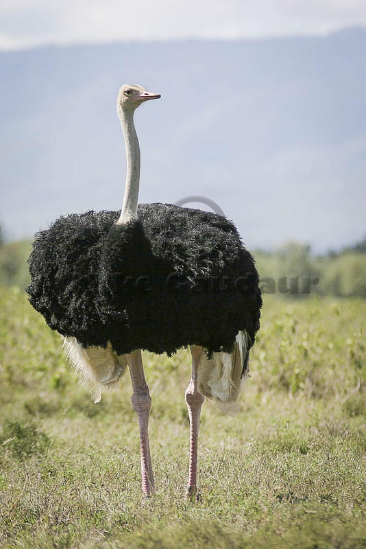 05 04 16 Nakuru male ostrich full length front