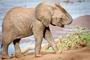 07 07 16 Samburu elephant sunscreen