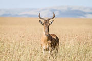 2011-06-08 Masai Mara MG 1180