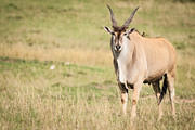 2012-04-16 Masai Mara MGP2032