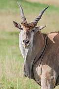 2012-04-16 Masai Mara MGP2034