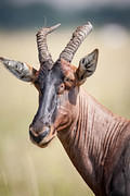 2012-07-21 Masai Mara MGP4041