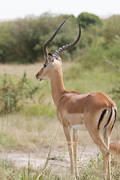 2012-07-21 Masai Mara MGP4807