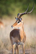 2012-07-21 Masai Mara MG 7240