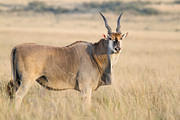2012-10-20 Masai Mara MG 4014