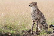 2012-03-20 Masai Mara 07R8136
