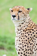 2012-04-16 Masai Mara MGP1556